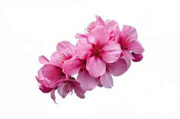 Obraz premium White backdrop with pink cherry blossom petals