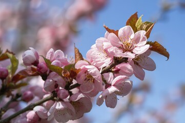 Obraz premium Beautiful spring blooms of pseudocydonia with vibrant leaves and clear sky