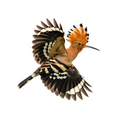 茶色の羽を持つ飛翔中の鳥のクローズアップ透明背景