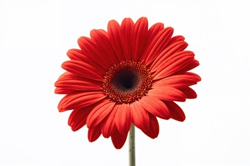 Single Red Daisy on a Plain White Surface