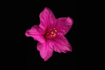 Fototapeta premium Isolated Pink Azalea Flower on Dark Backdrop