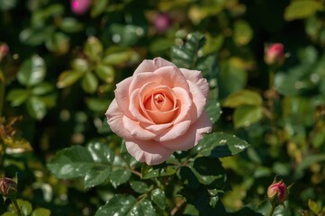 Pink rose blossom in a garden setting with natural sunlight, Valentine's theme, ample space for text