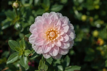 Obraz premium Beauty of a Pink Blossom