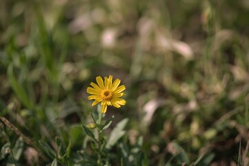 Single yellow Corn Marigold blossom in bloom - Coleostephus myconis of the Asteraceae family. Naturally found in the wild. Shallow focus photography.