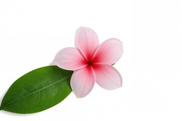 Naklejka premium Pink Plumeria Flower Isolated on a White Surface