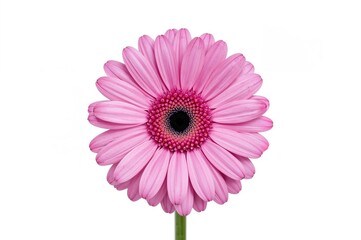 Close-up of a vibrant pink daisy with a plain white backdrop, showcasing floral details and summer vibes