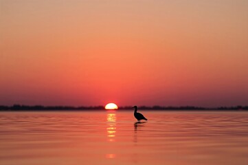 Calm evening scene featuring a bird's shadow and mirrored water