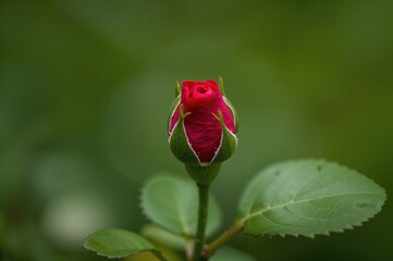 Scarlet Bud Against a Lush Green Backdrop