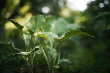 Blurred photo of cassava foliage growing outdoors