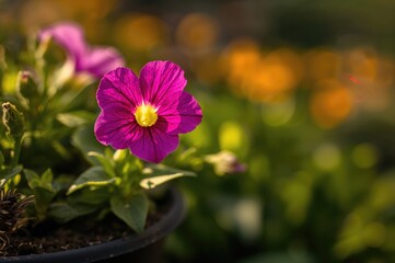 Close-up view of a Petunia blossom