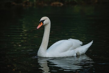 Fototapeta premium Elegant white swan gliding across a dark lake surface