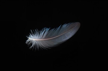 Black backdrop with a single pigeon feather