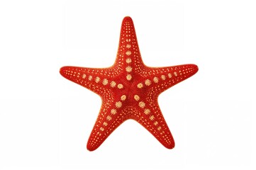 Obraz premium Close-up of a red sea star on a white backdrop