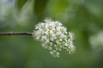Close-up of male blossoms on an ash-leaved maple twig with blurred backdrop and focused details
