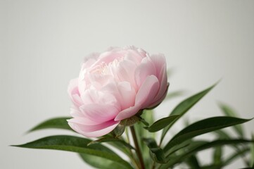 White and pink peony blossom