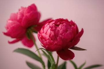 Close-up of vibrant red peonies