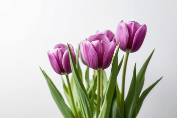 Vibrant purple tulips set on a clean white backdrop