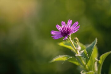 Close-up of a violet Verbena blossom against a soft green backdrop