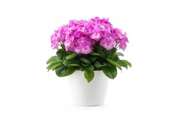 Fototapeta premium White container holding a vibrant pink-flowered African Violet against a plain white backdrop