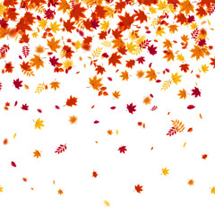 Autumn flying and falling leaves background with colorful seasonal foliage in red, orange, and yellow. Perfect for nature themes, seasonal sales, posters. Vector illustration
