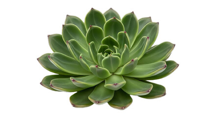Fototapeta premium Vibrant green succulent plant, a captivating display of nature's elegance, perfect for any botanical lover, an eye-catching addition to your home