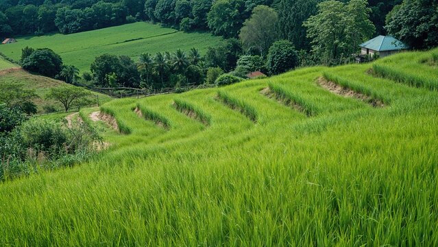 Serene agricultural fields featuring vibrant greenery and open meadows - Powered by Adobe