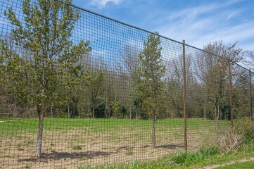 Juvenile saplings shielded by mesh to prevent animal damage