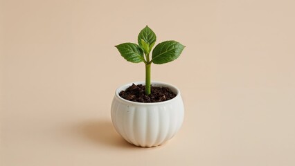 Potted young pumpkin sprout