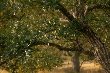 Fototapeta premium Branches of a juvenile oak tree in a natural layout