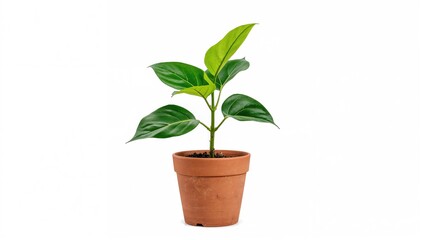 Fototapeta premium Small Fiddle Leaf Fig in Vintage Container on Plain White Surface
