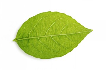 Obraz premium Close-up of a fresh cucumber leaf on a white background