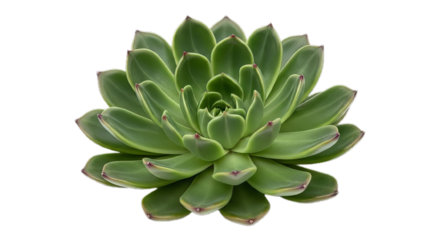 Vibrant green succulent plant with beautiful, intricate rosette leaves. Isolated on clean white, perfect for serene botanical themes and modern home decor