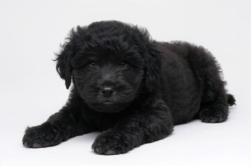Adorable dark-colored labradoodle puppy on a plain white background. Professional studio photography.