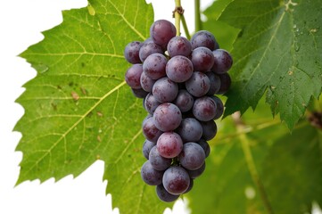Mature grape cluster symbolizing nutrition and wellness, isolated on white with natural leaves in autumn setting