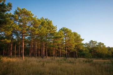 Fototapeta premium Elevated perspective of a unique pine woodland in summer