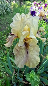 Yellow decorative garden Iris germanica with large flowers in the botanical collection