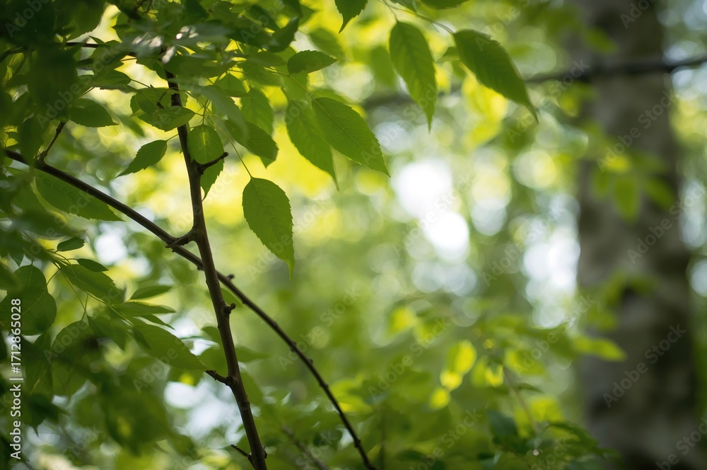 Poster close-up of fresh birch foliage on branches with a bright, blurred backdrop. season of renewal. scen