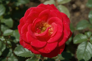 A close-up of a classic flower showcasing bright red petals and a glowing yellow core in a garden setting.