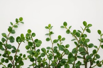 Green dichondra repens and soil on a white background