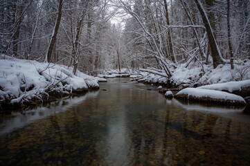 Winter woodland scene blanketed in snow with trees and natural light
