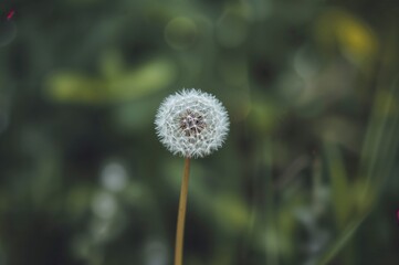 Blurred dandelion against a lush green background with bokeh effect