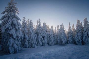 Sun shining over a frosty woodland scene
