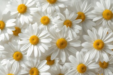 Close-up of numerous lovely chamomile flowers against a white backdrop