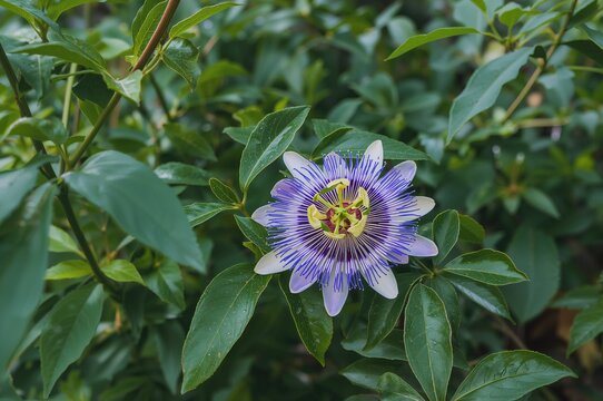 In the midst of dense greenery, a fragile passion flower blooms with vivid blue petals and detailed yellow designs, adding charm to the nearby plants.