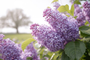 Obraz premium Lilac blossoms backdrop with isolated floral design and natural elements