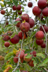 Ripe red apples on branches with green leaves in an orchard during harvest season