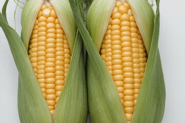 Pair of Corn Ears Wrapped in Husk