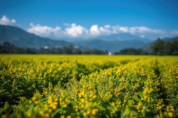 Obraz premium Turmeric Plantation, the Curcuma longa Flowering Herb from the Ginger Family