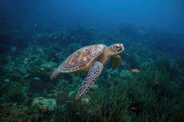 Naklejka premium Sea turtle near coral reef