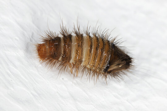 Larva of varied carpet beetle (Anthrenus verbasci) on the wall in the apartment.